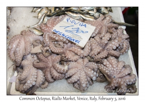 Octopus vulgaris