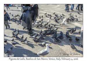 Pigeons & Gulls