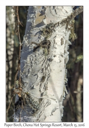 Paper Birch