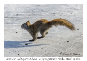 American Red Squirrel