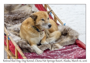 Retired Sled Dog