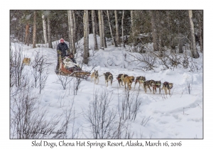 Sled Dogs