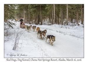 Sled Dogs