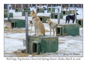 Sled Dogs