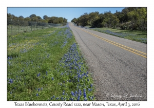 Texas Bluebonnets