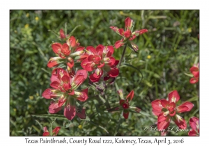 Texas Paintbrush