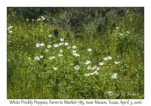 White Prickly Poppies