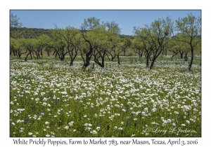 White Prickly Poppies