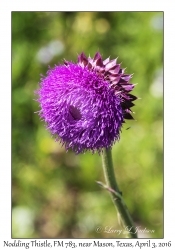 Nodding Thistle