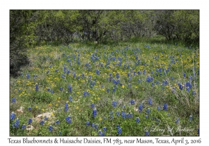 Texas Bluebonnets & Huisache Daisies