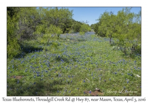 Texas Bluebonnets