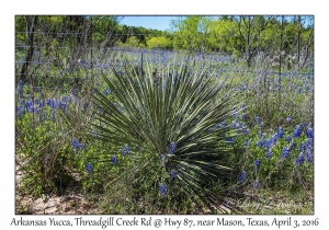 Arkansas Yucca