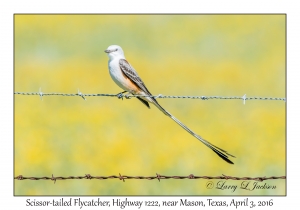 Scissor-tailed Flycatcher