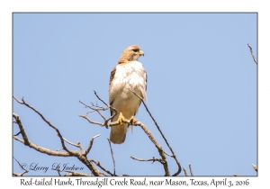 Red-tailed Hawk