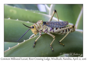 Common Milkweed Locust