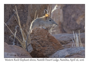 Western Rock Elephant-shrew