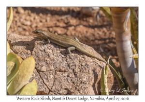 Western Rock Skink