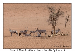 Gemsbok
