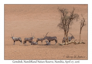 Gemsbok