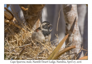 Cape Sparrow, male