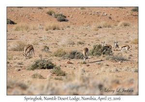 Springbok