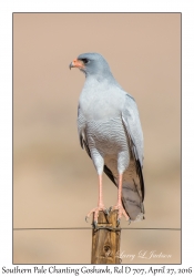 Southern Pale Chanting Goshawk