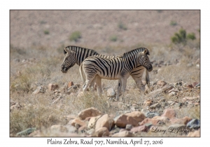 Plain's Zebra