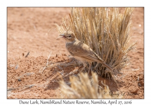 Dune Lark