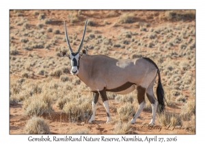 Gemsbok