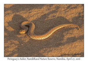 Peringuey's Adder