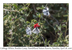 Cabbage White Butterflies