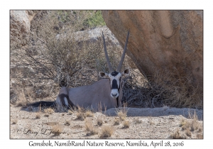 Gemsbok