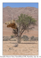 Sociable Weaver Nest