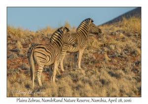 Plains Zebra