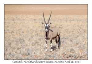 Gemsbok