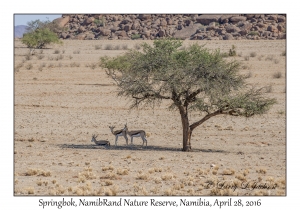 Springbok