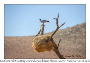 Southern Pale Chanting Goshawk