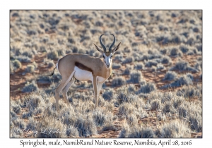 Springbok, male