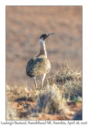 Ludwig's Bustard