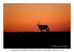 Gemsbok