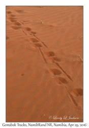 Gemsbok Tracks