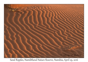 Sand Ripples at Sunrise