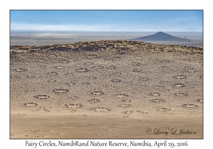 Fairy Circles