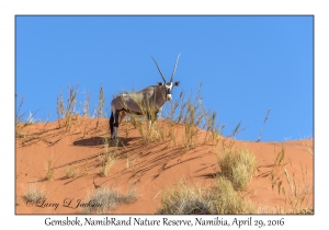 Gemsbok