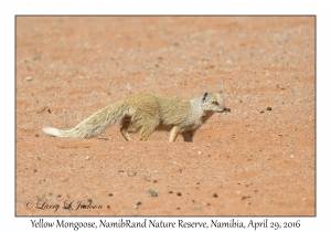 Yellow Mongoose