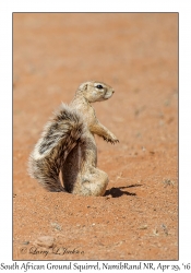 South African Ground Squirrel