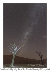 Stars & Tree