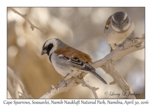 Cape Sparrows, male & female