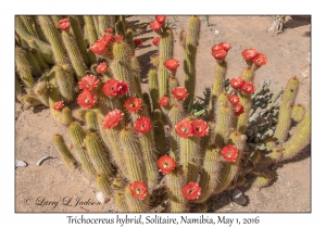 Trichocereus hybrid