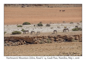 Hartmann's Mountain Zebra